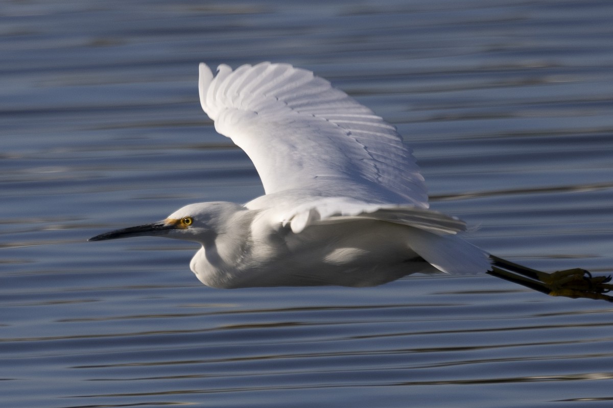 Snowy Egret - ML611566327