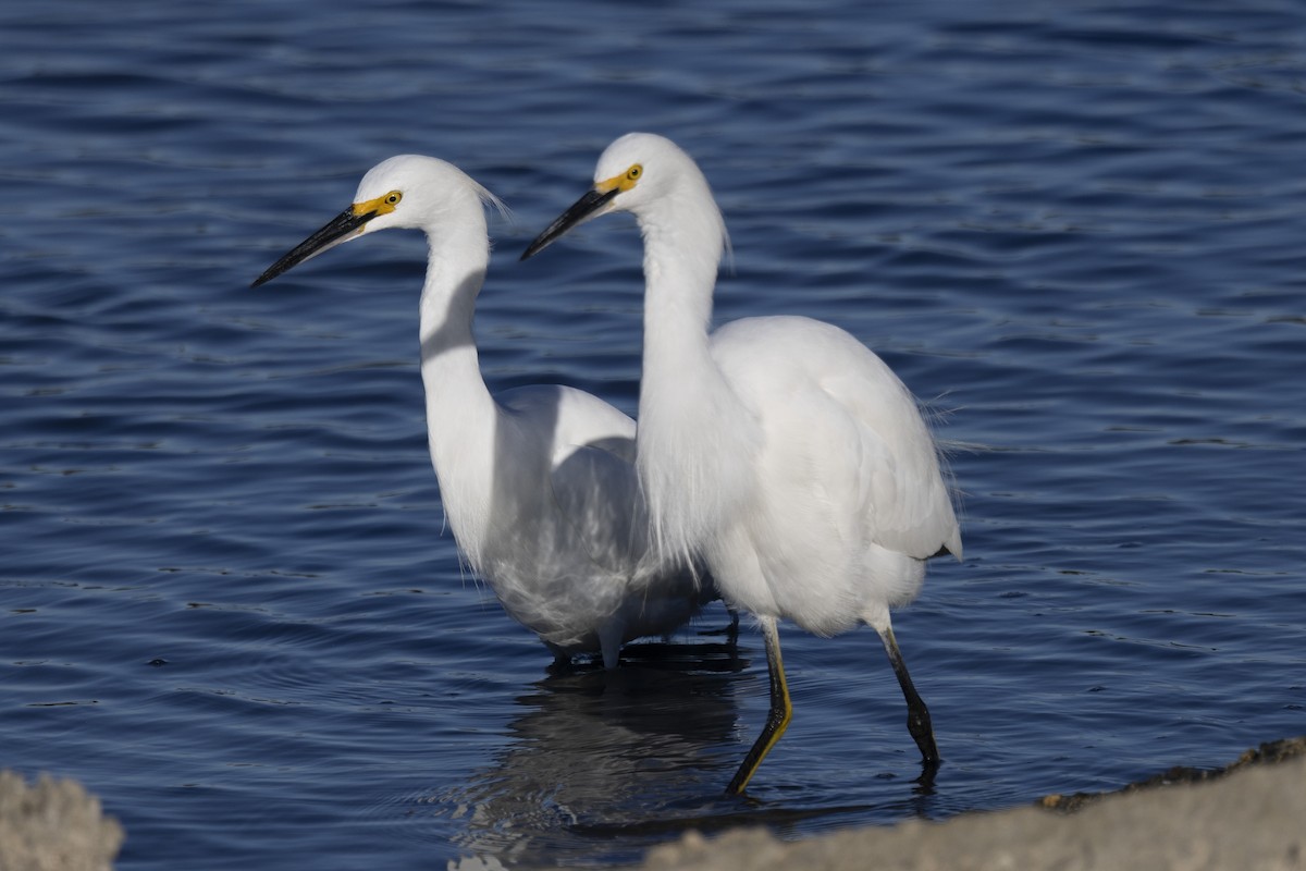 Snowy Egret - ML611566330