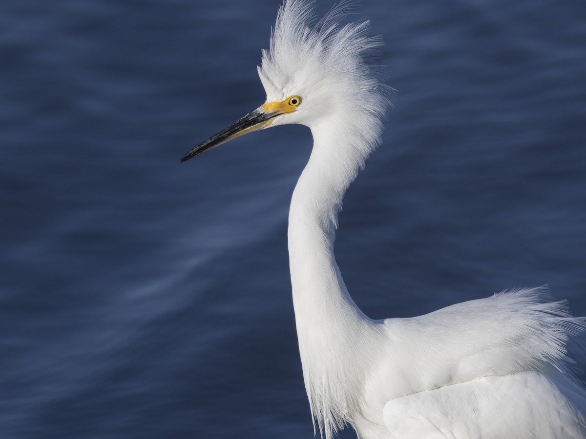 Snowy Egret - ML611566331