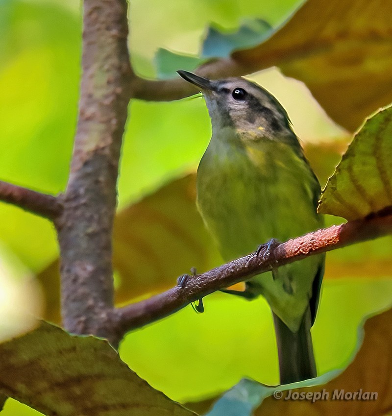 Island Leaf Warbler (Seram) - ML611566397