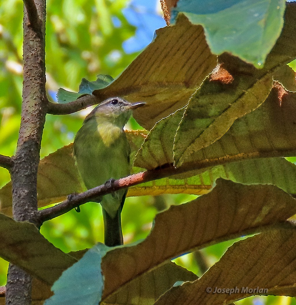 Mosquitero Isleño (ceramensis) - ML611566398