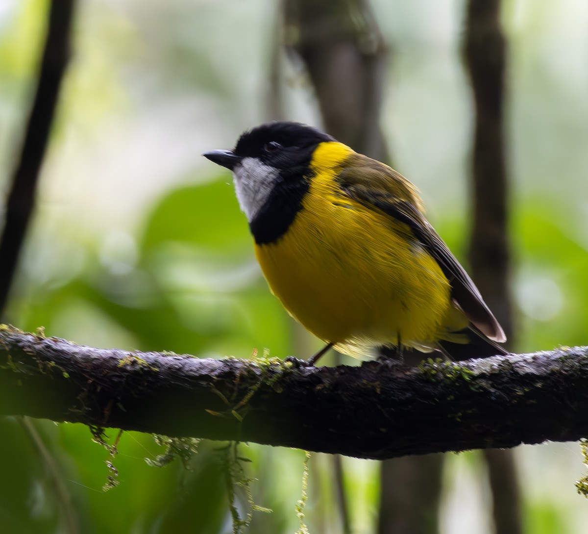 Golden Whistler - Andrew Heap