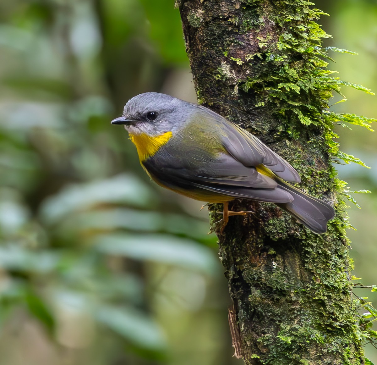 Eastern Yellow Robin - ML611566468