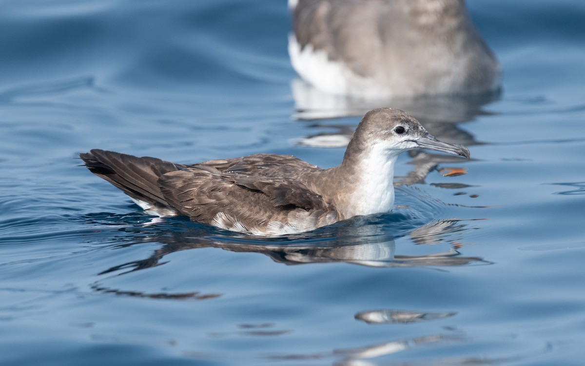 Persian Shearwater - ML611566491