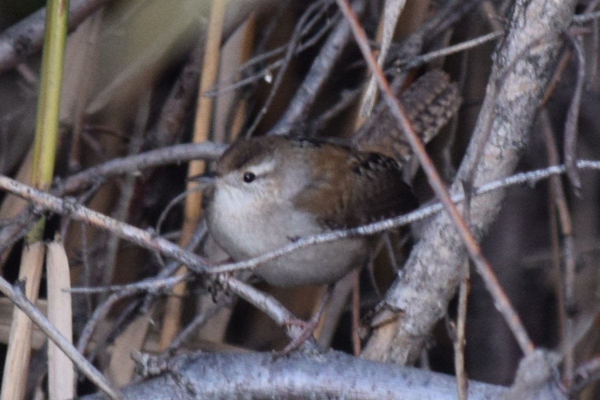 Marsh Wren (plesius Group) - ML611566540