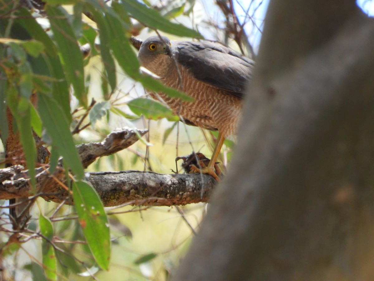 Collared Sparrowhawk - ML611566552