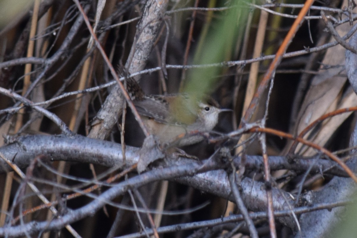 Marsh Wren (plesius Group) - ML611566575