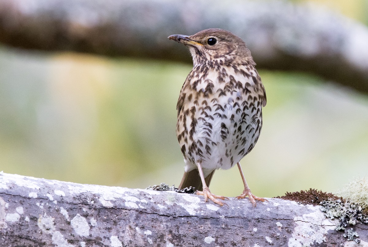 Song Thrush - Chris Barnes