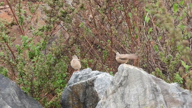 Gray-necked Bunting - ML611566644