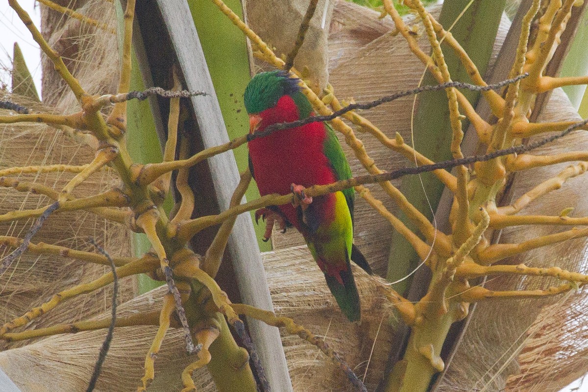 Kuhl's Lorikeet - Eric VanderWerf