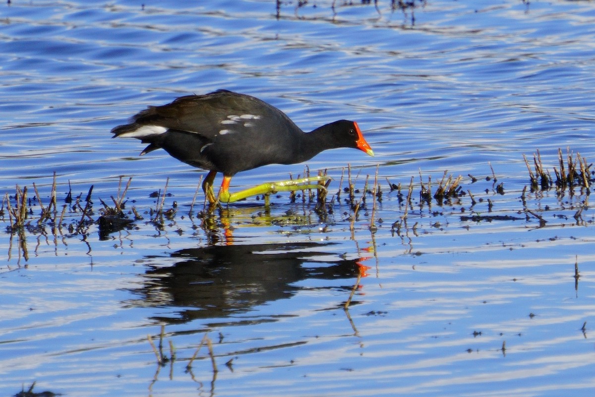 Common Gallinule - ML611566705