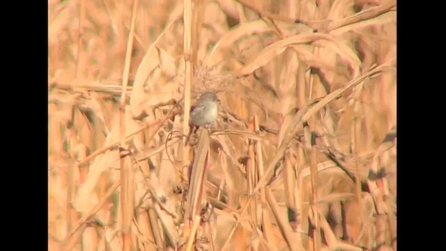 Gray Flycatcher - ML611566795