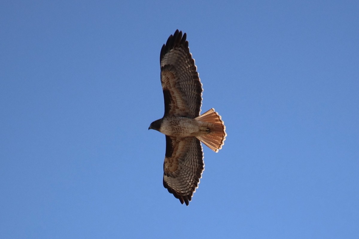 Red-tailed Hawk - ML611566834