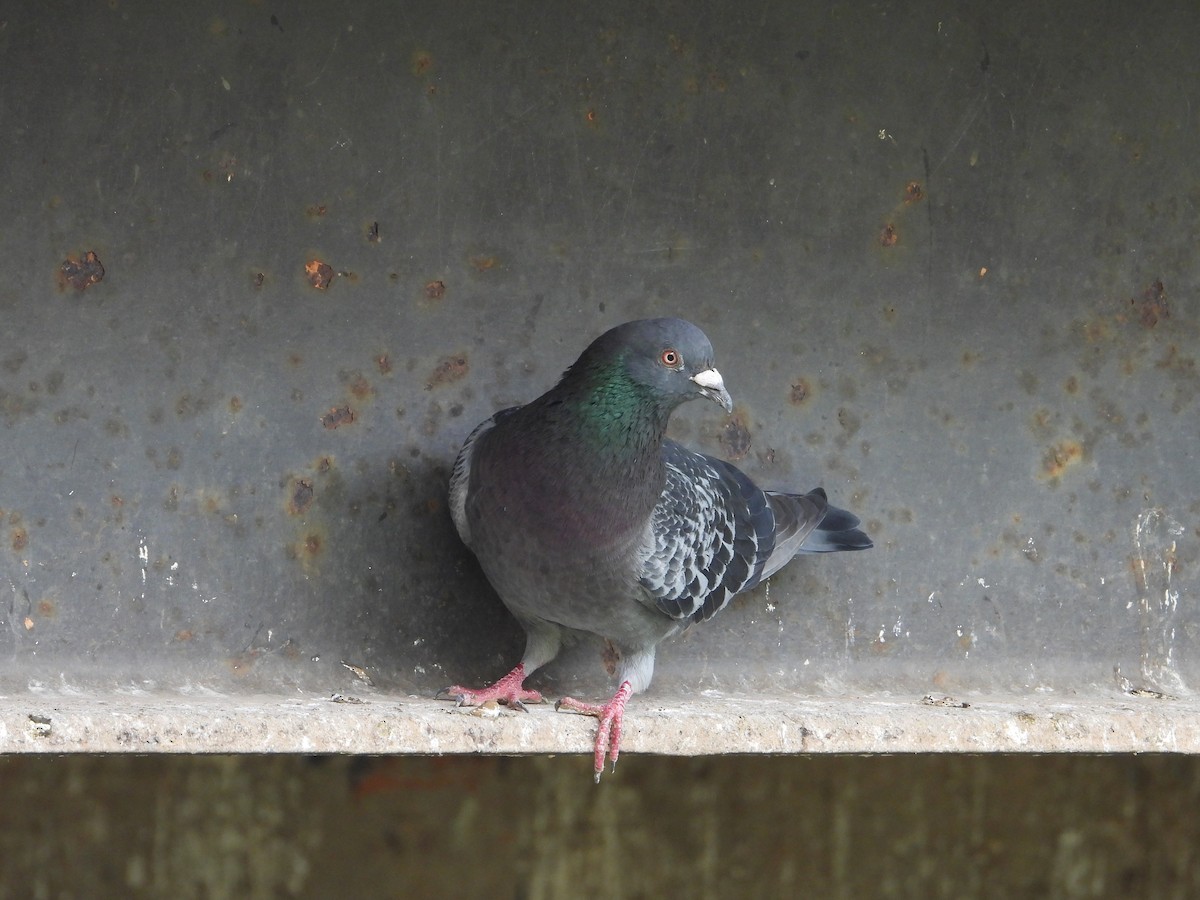 Pigeon biset (forme domestique) - ML611566840