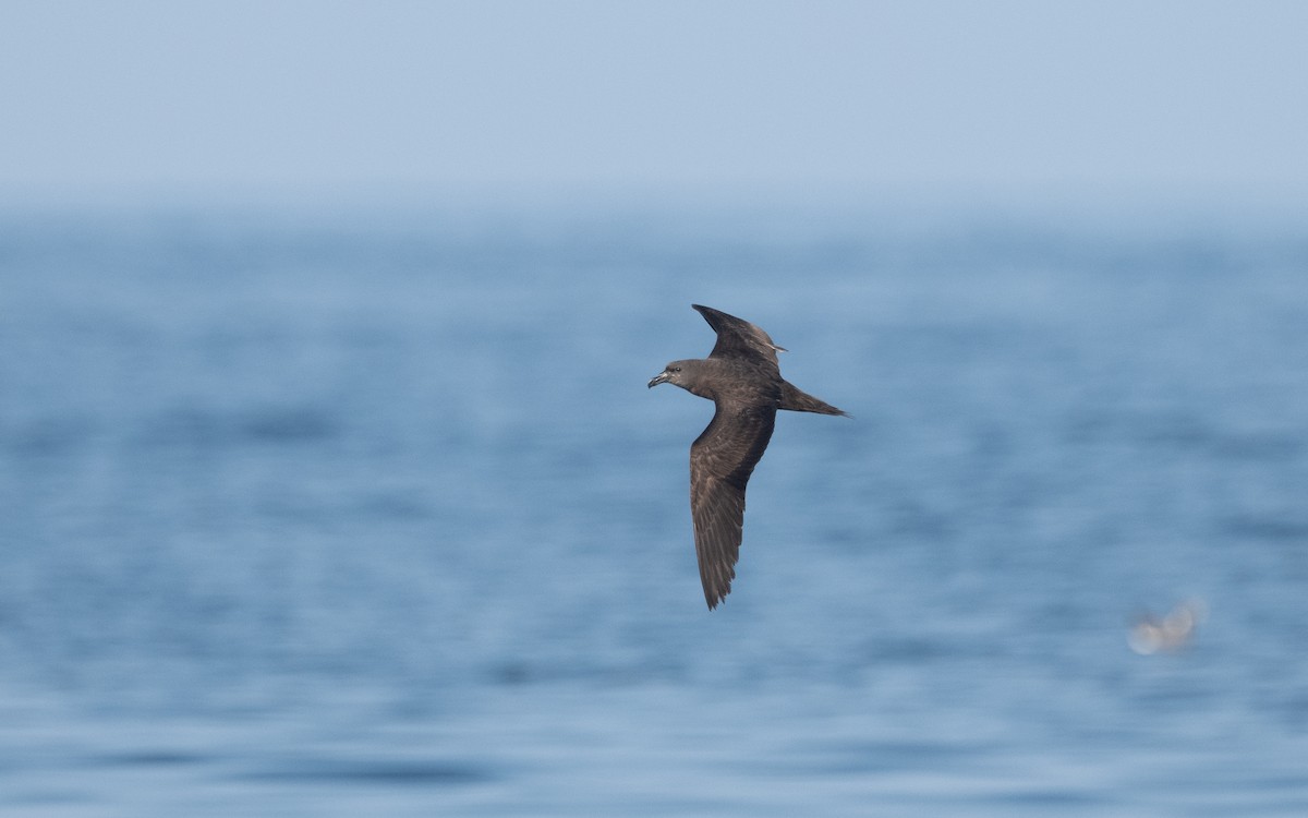 Jouanin's Petrel - Emmanuel Naudot