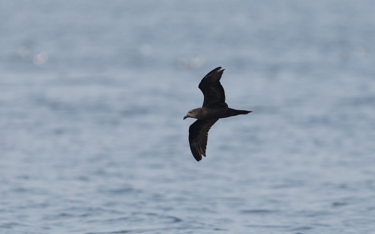 Jouanin's Petrel - Emmanuel Naudot