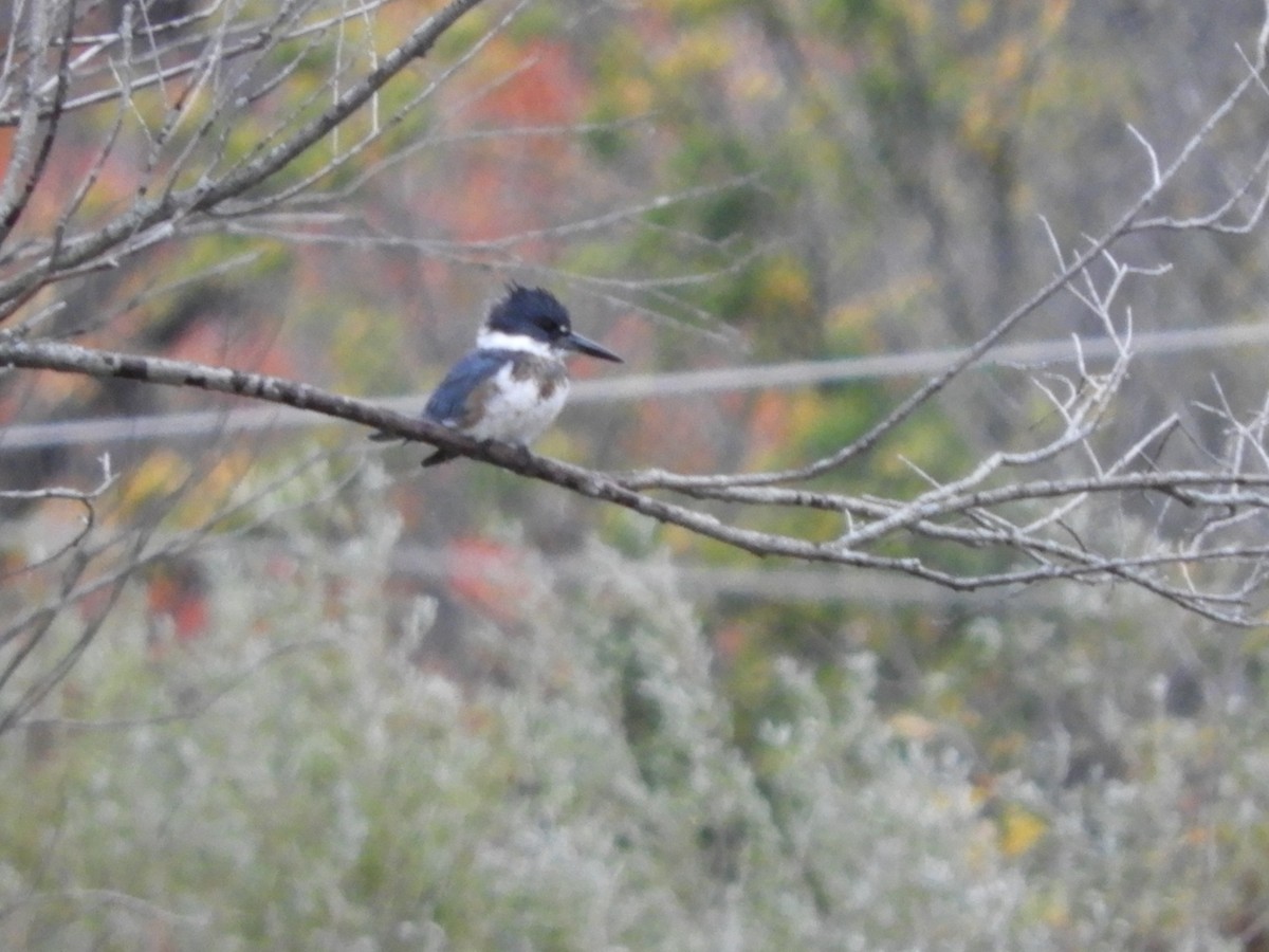 Belted Kingfisher - ML611566872