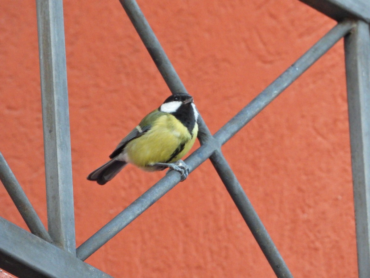 Great Tit - ML611566897