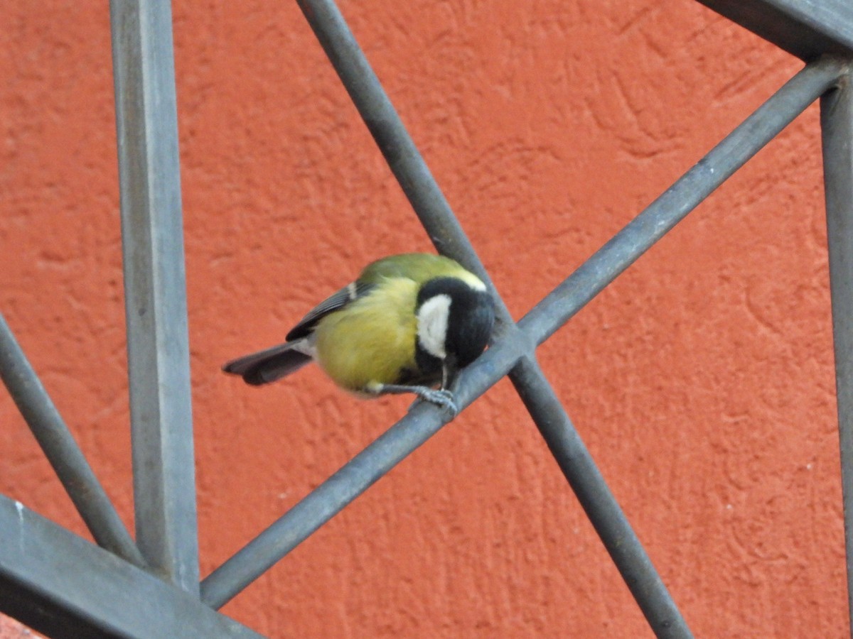 Great Tit - ML611566898