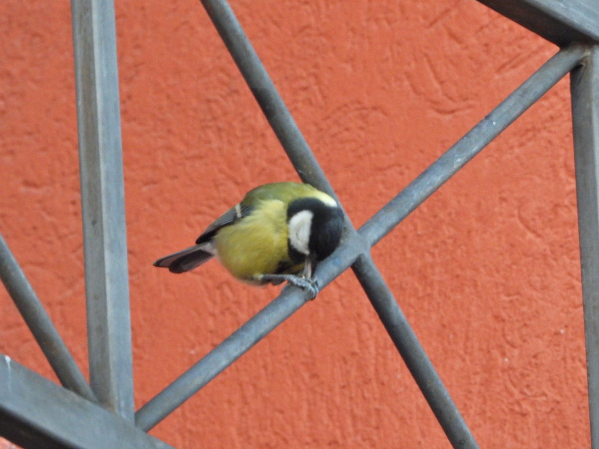 Great Tit - ML611566899