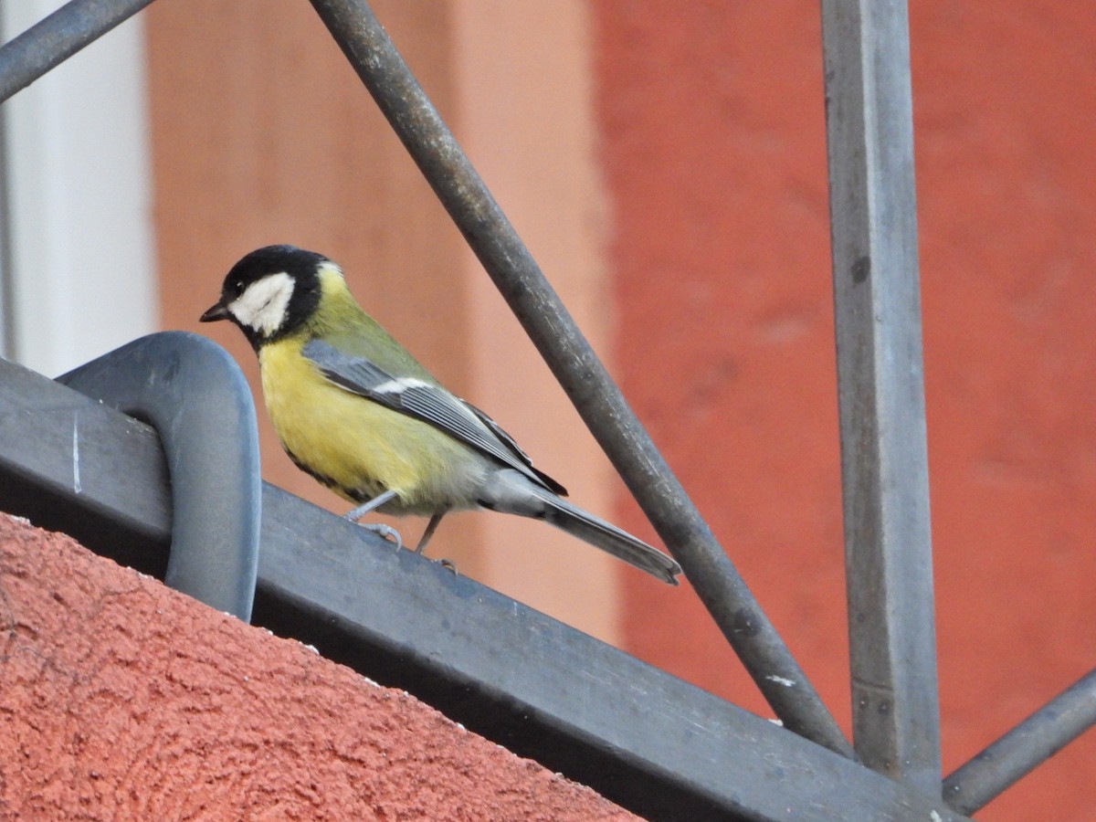 Great Tit - ML611566900