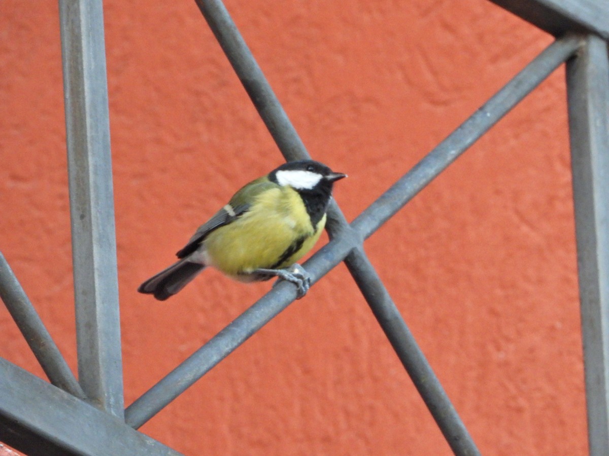 Great Tit - ML611566901