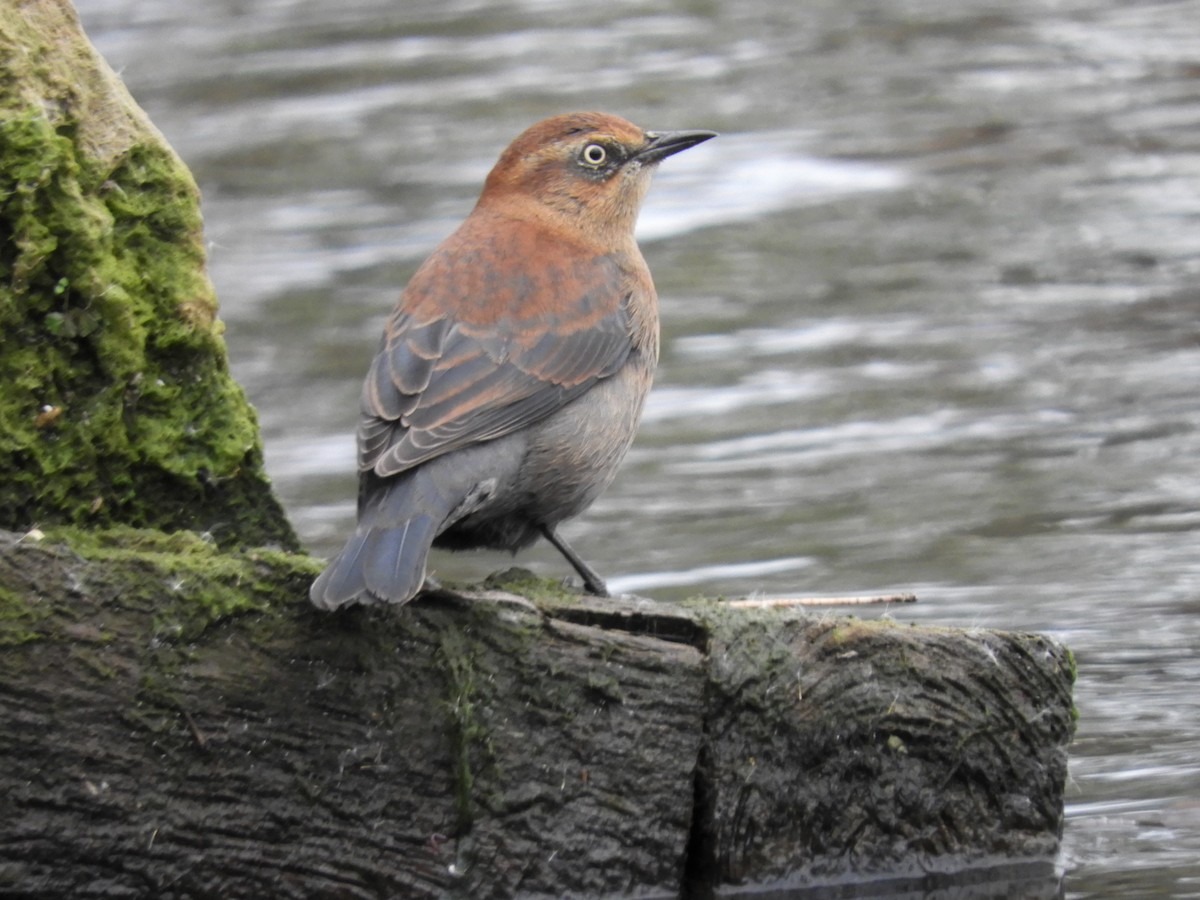 Rusty Blackbird - ML611566921