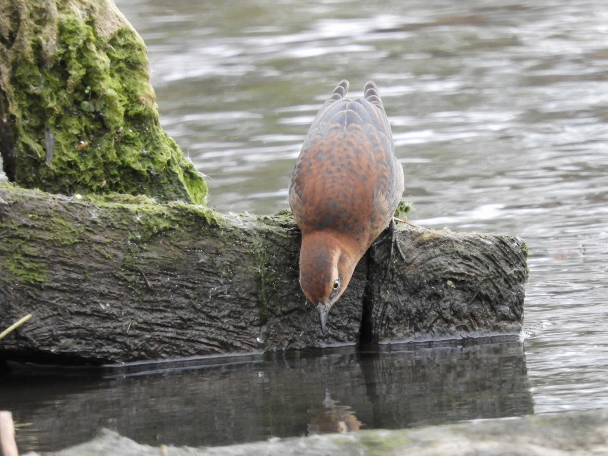 Rusty Blackbird - ML611566922