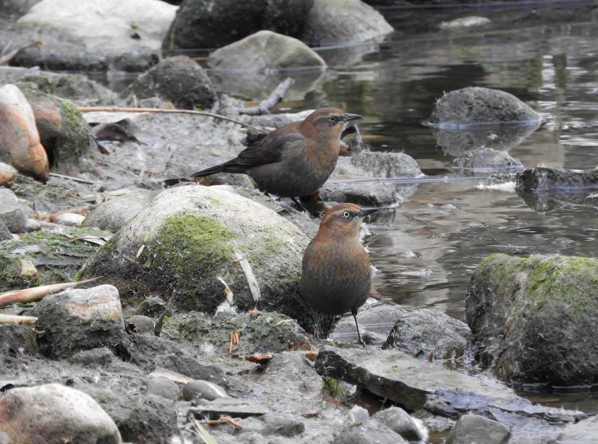 Rusty Blackbird - ML611566923