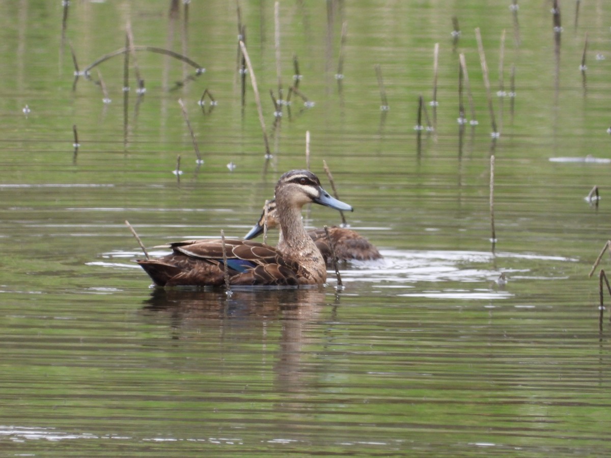 Pacific Black Duck - ANNE FOWLER