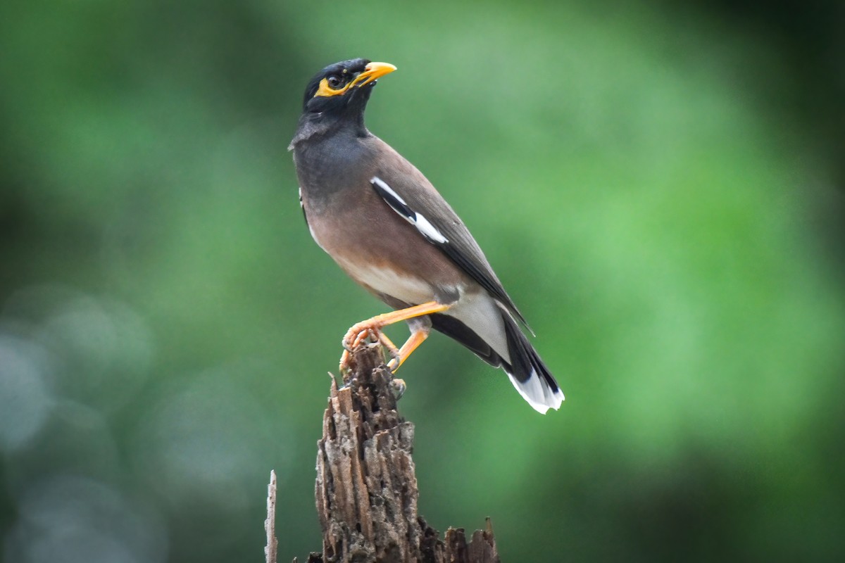 Common Myna - ML611566949