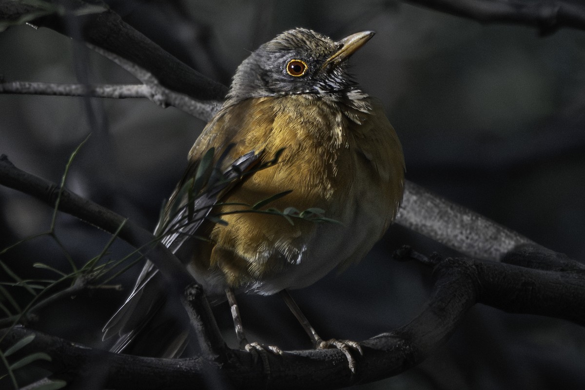 Rufous-backed Robin - ML611566972