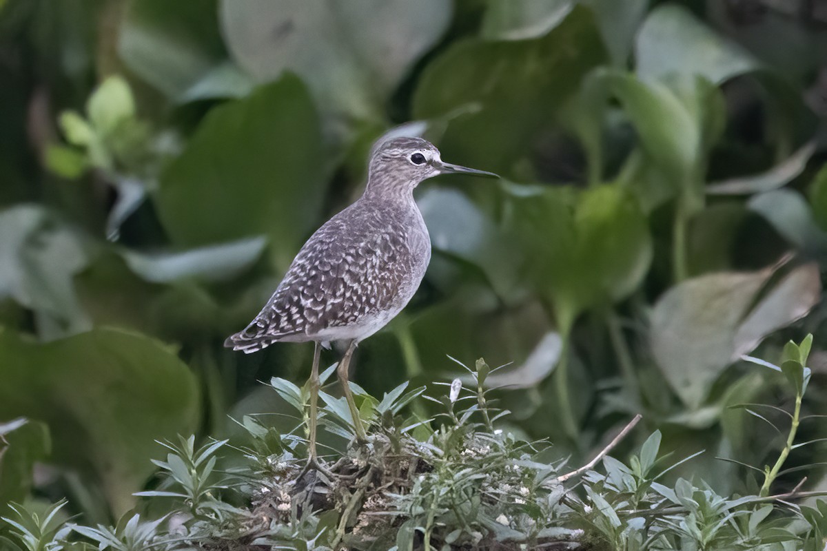 Wood Sandpiper - ML611567005