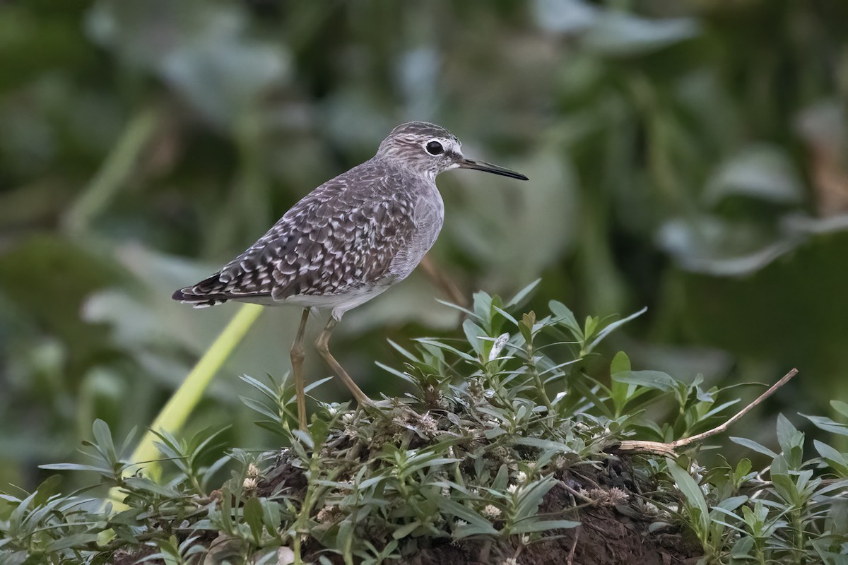 Wood Sandpiper - ML611567006