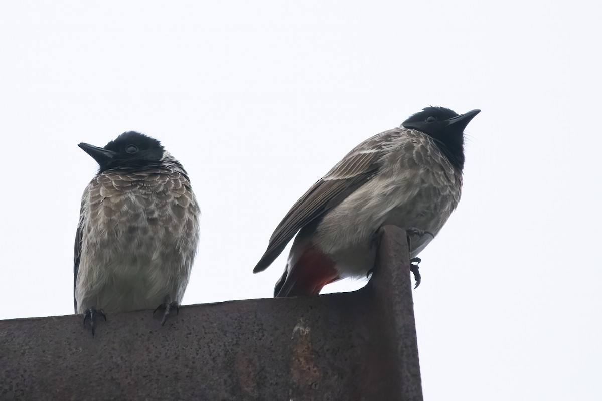 Bulbul à ventre rouge - ML611567036