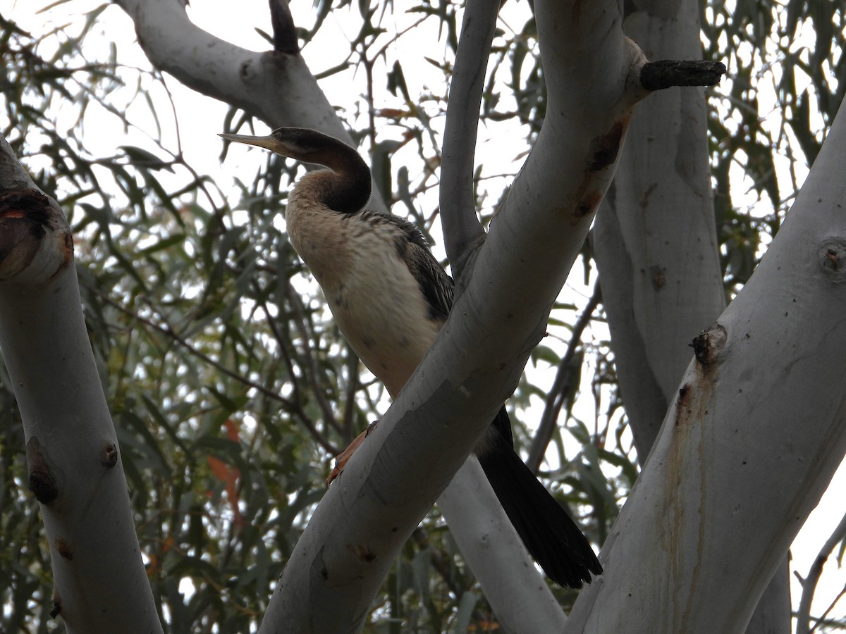 Australasian Darter - ANNE FOWLER