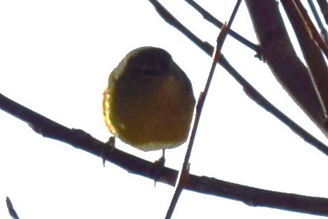 Orange-crowned Warbler - ML611567081
