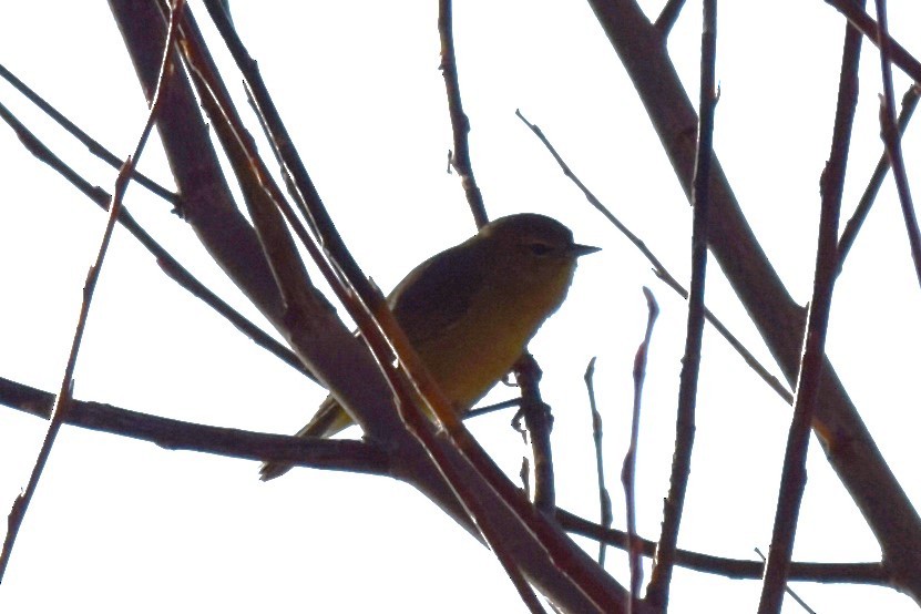 Orange-crowned Warbler - William Harmon