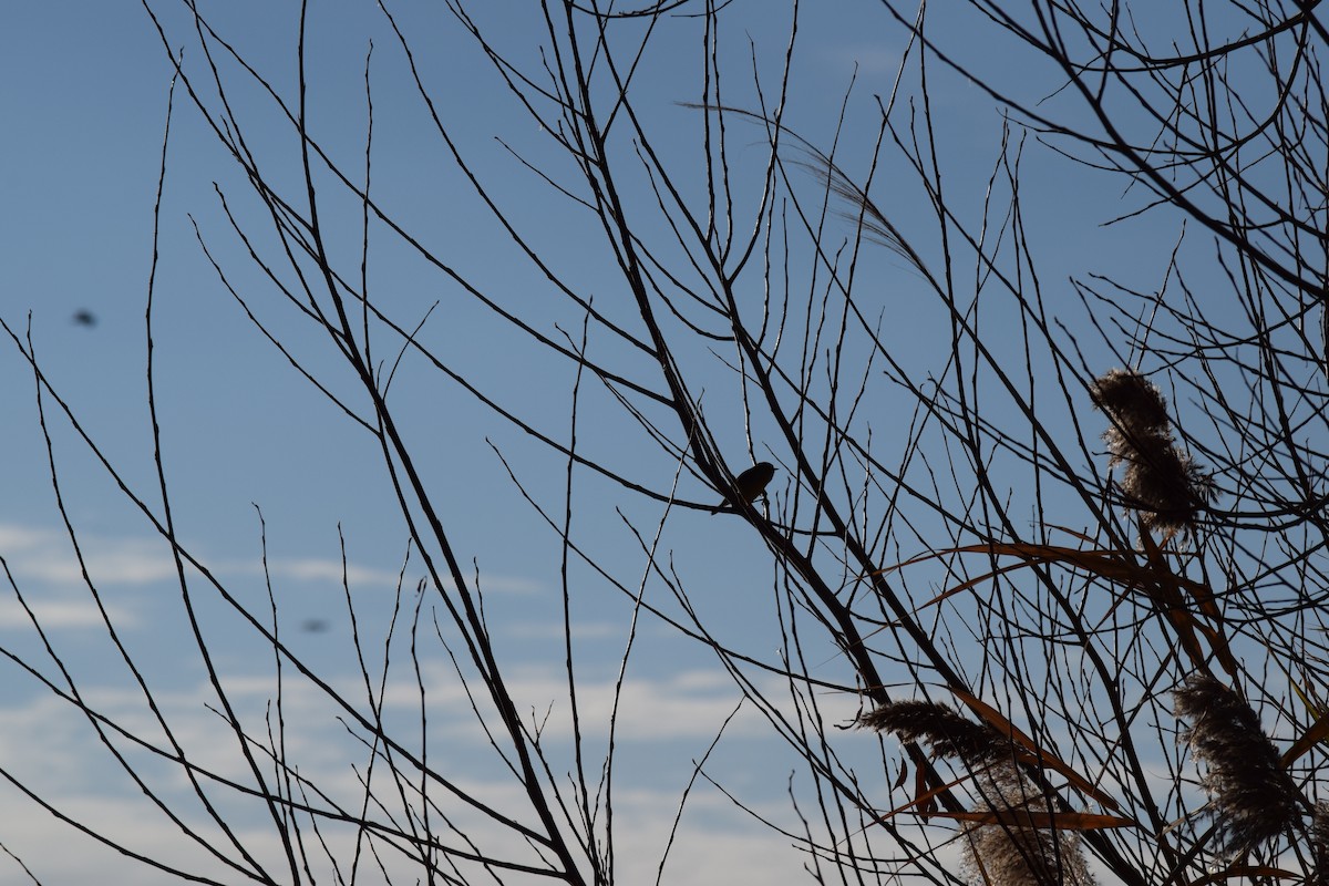 Orange-crowned Warbler - ML611567084