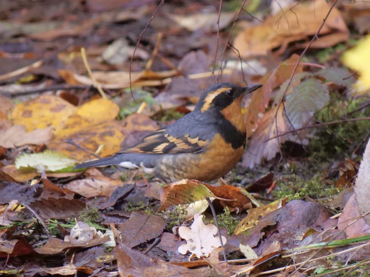 Varied Thrush - ML611567132