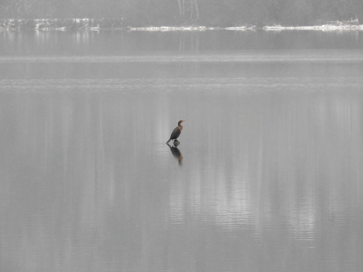 Double-crested Cormorant - ML611567133