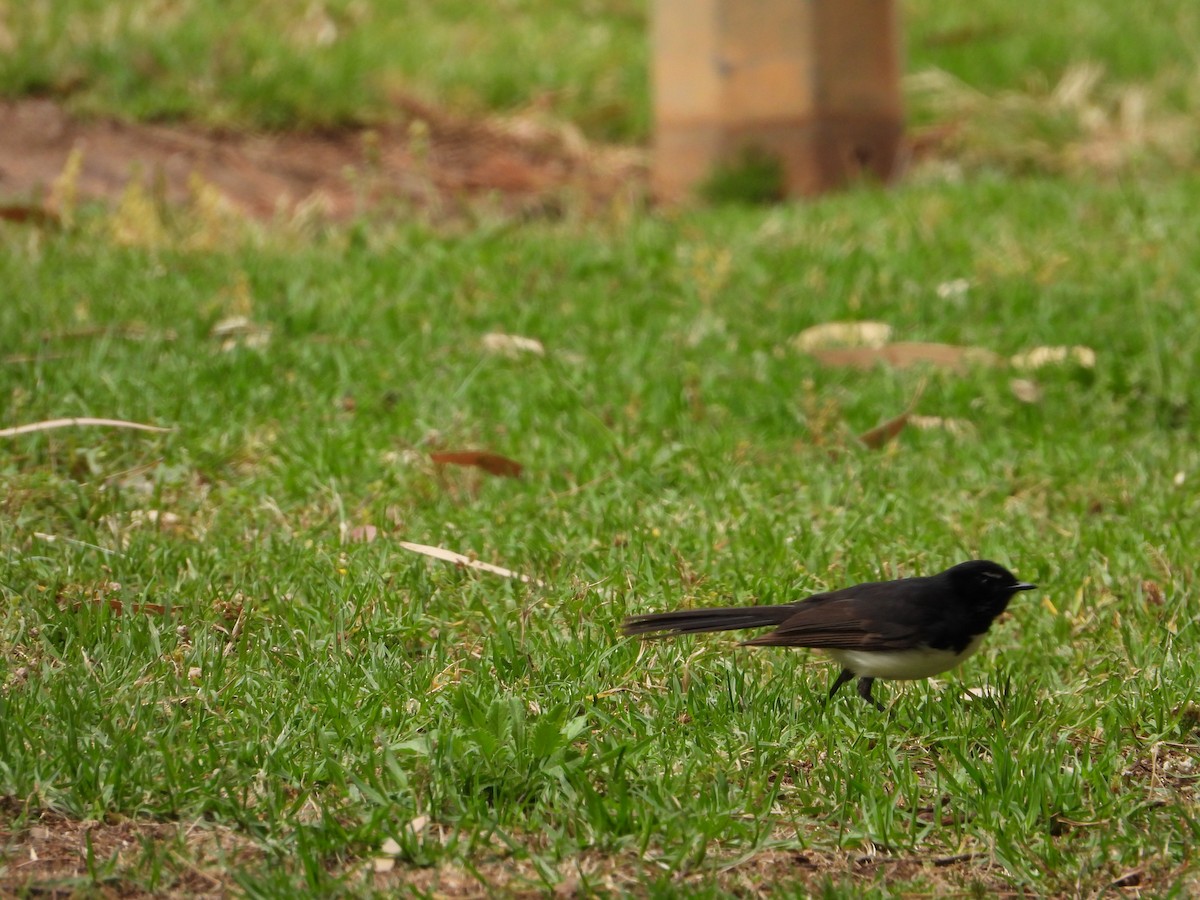 Willie-wagtail - ANNE FOWLER