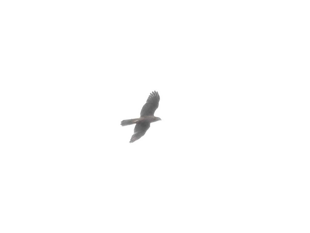 Brown Goshawk - ML611567163