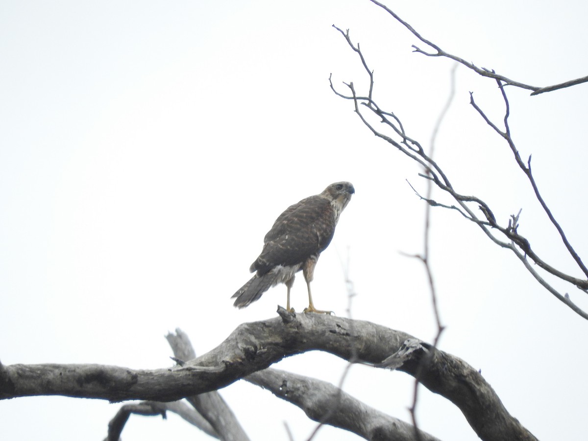 Brown Goshawk - ML611567165