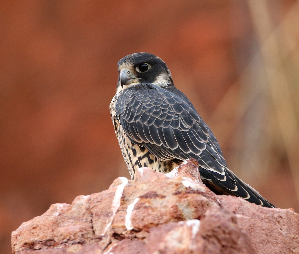 Peregrine Falcon (Malagasy) - Paul Lenrumé