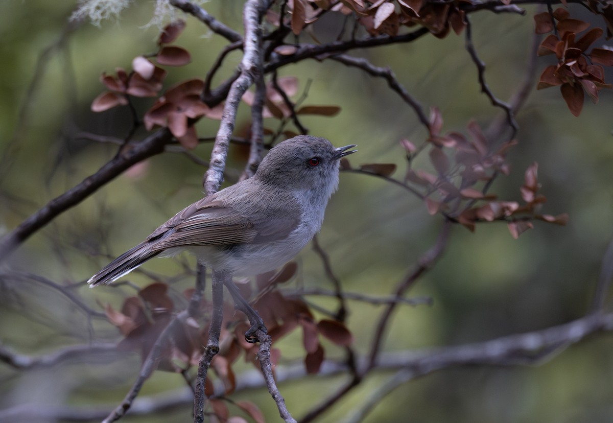 Gray Gerygone - ML611567370