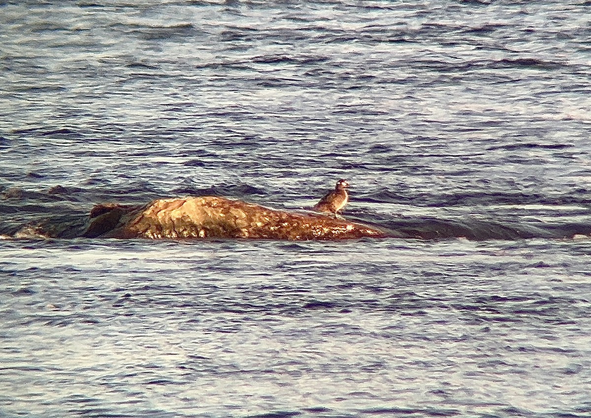 Harlequin Duck - ML611567403