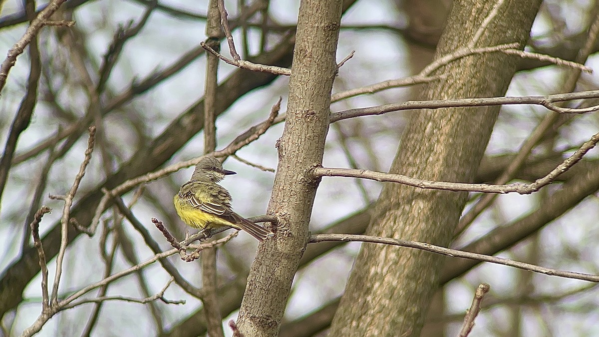 Tropical Kingbird - ML611567417