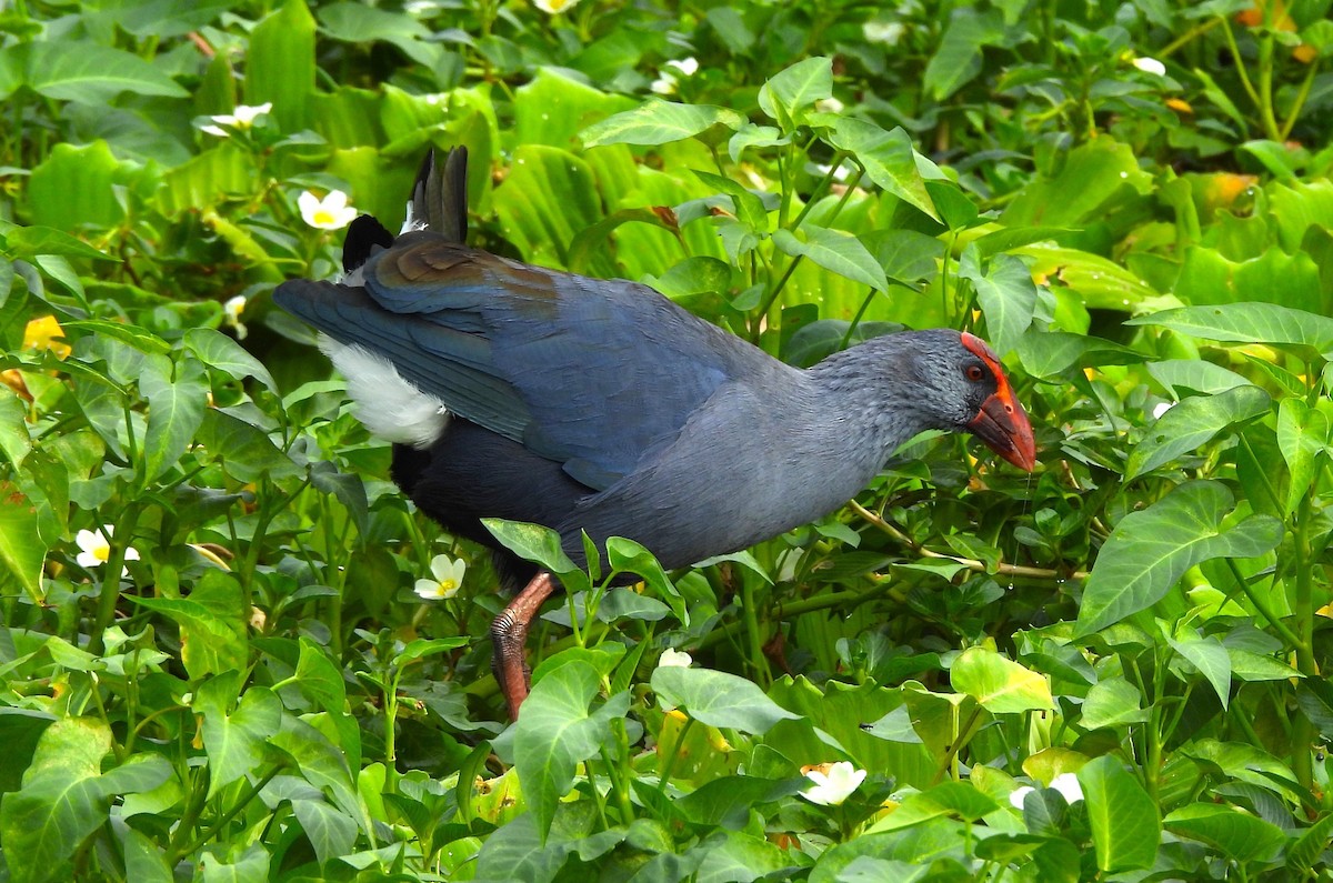 Philippine Swamphen - ML611567528