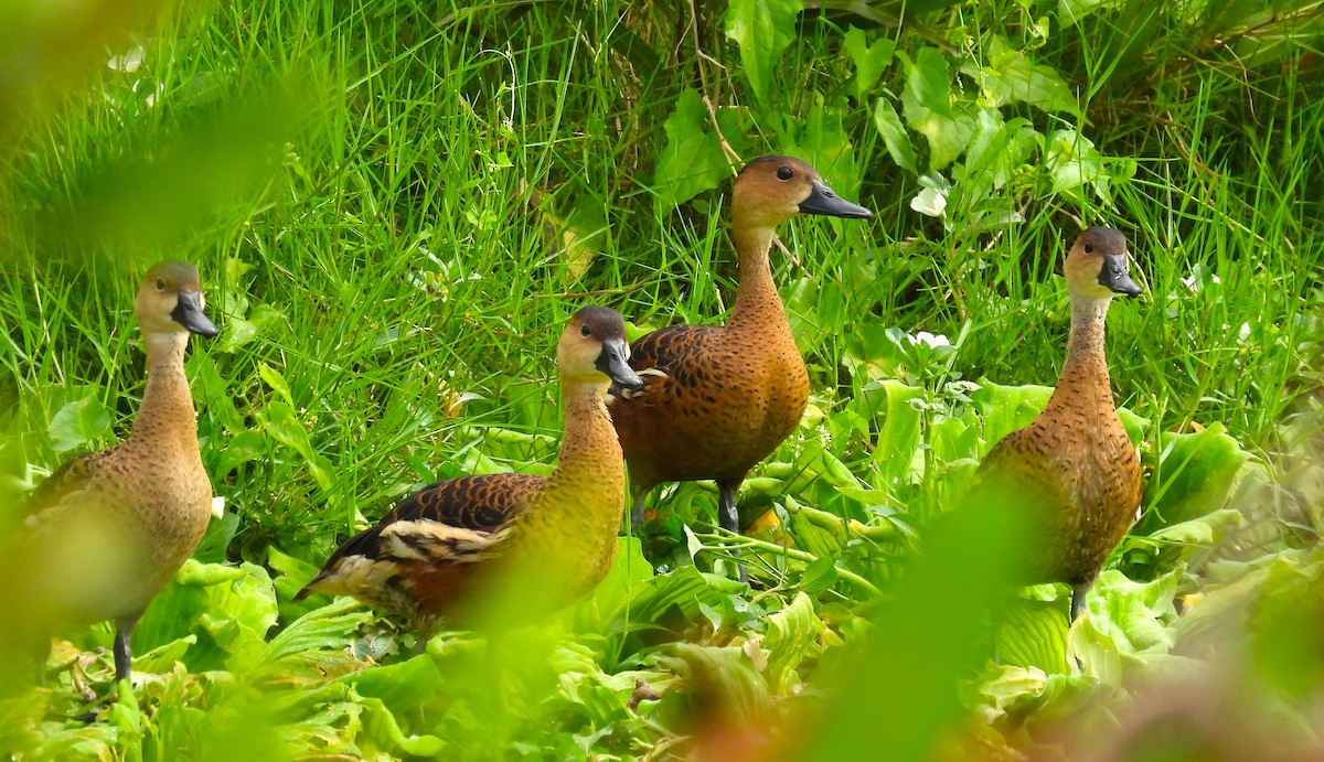 Wandering Whistling-Duck - ML611567535